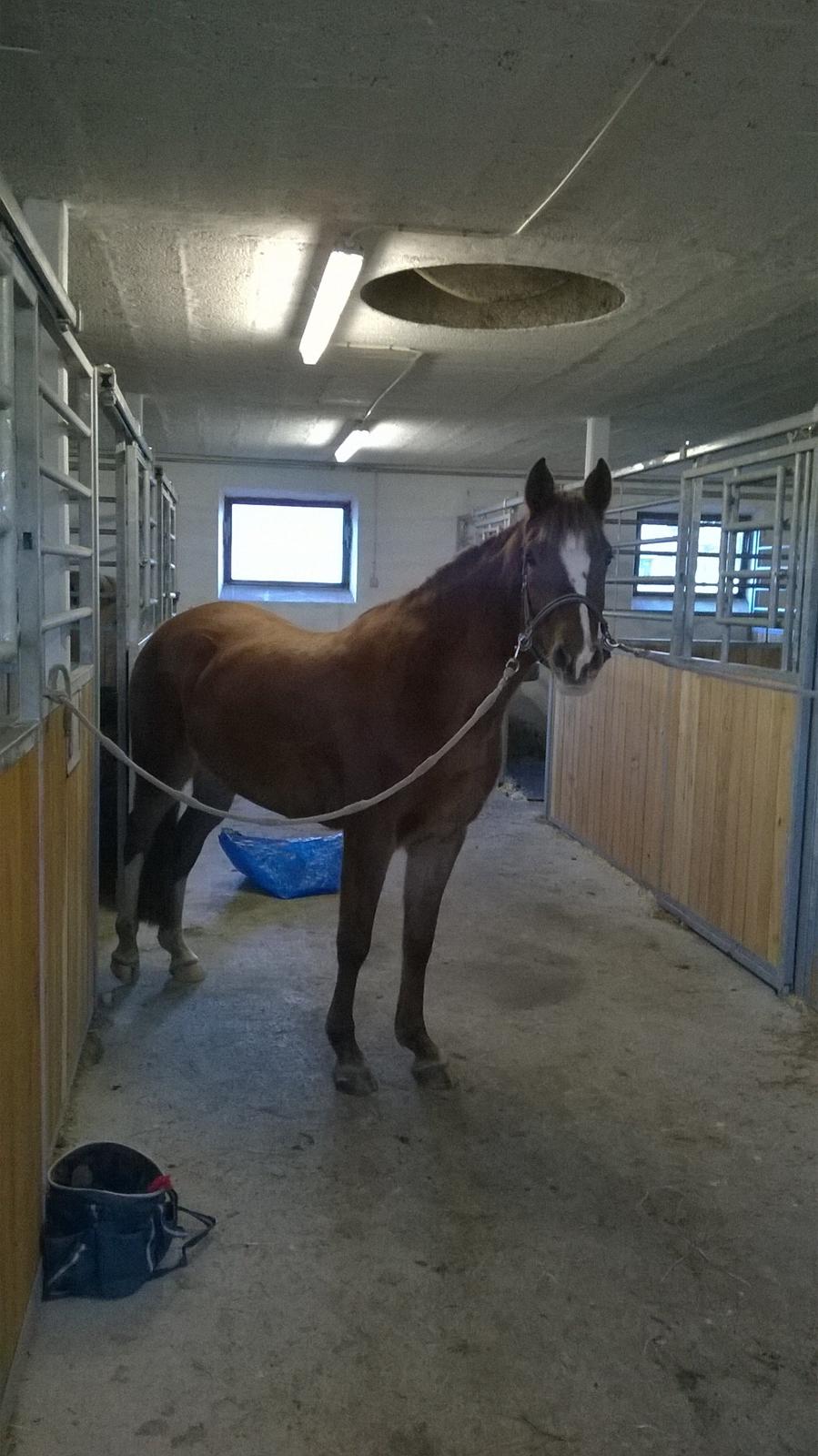 DSP Rugholms Stella billede 3