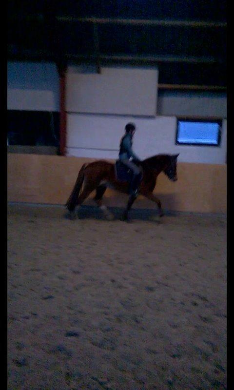 DSP Rugholms Stella billede 5