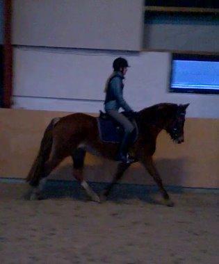 DSP Rugholms Stella billede 1