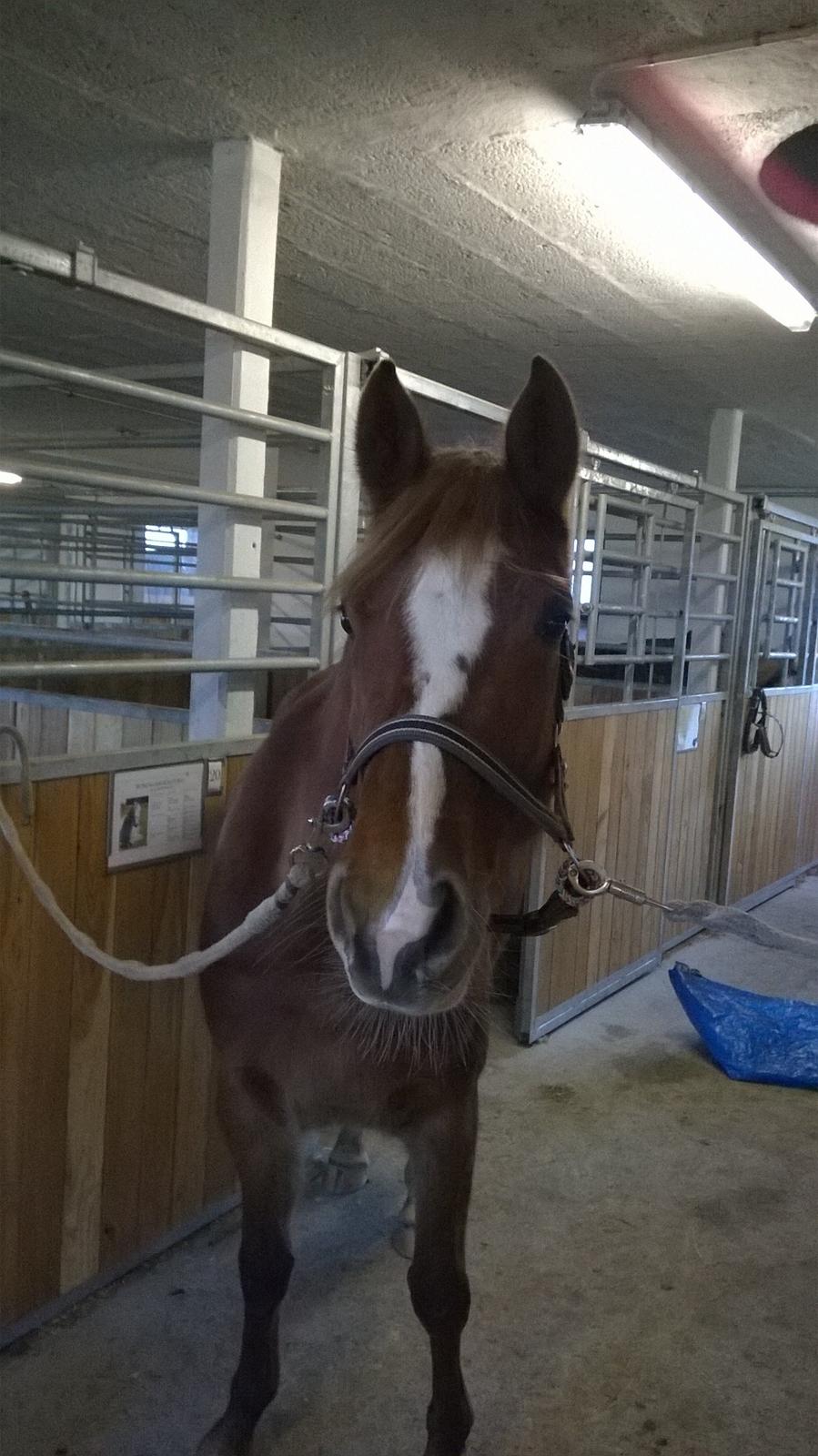 DSP Rugholms Stella billede 4