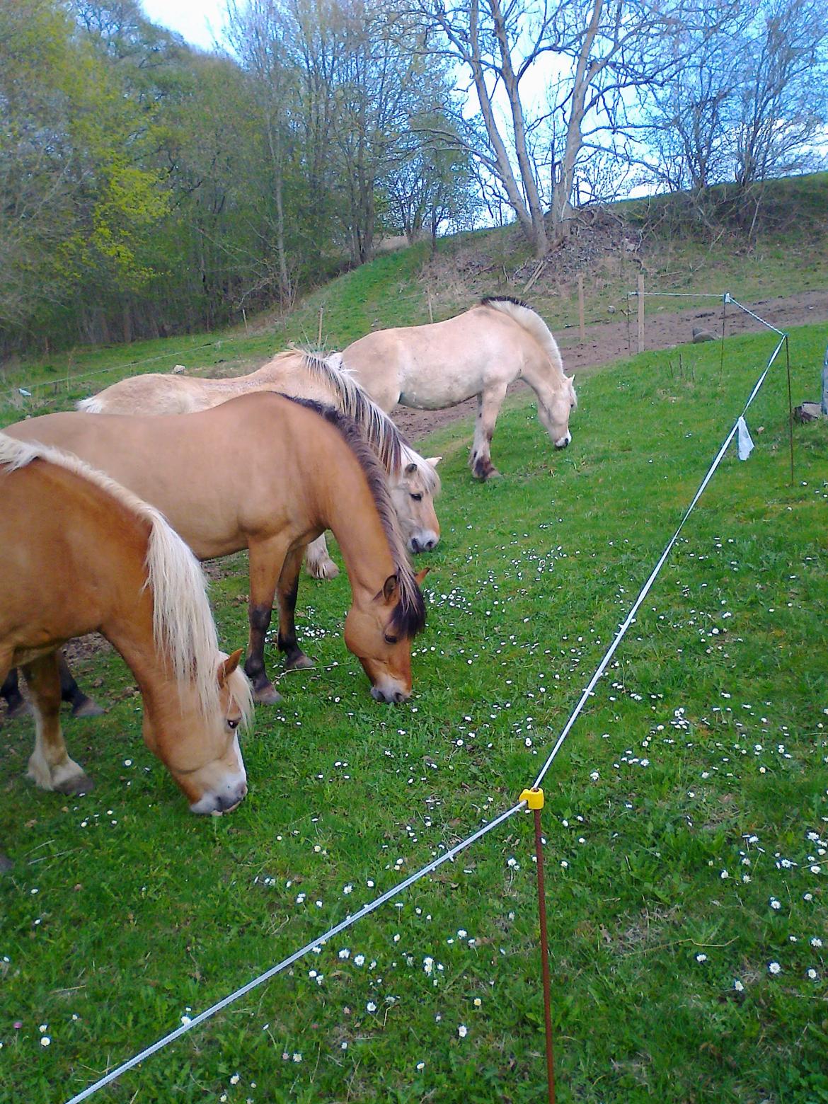 Haflinger Lausdalens Lukas SOLGT ;-( billede 18