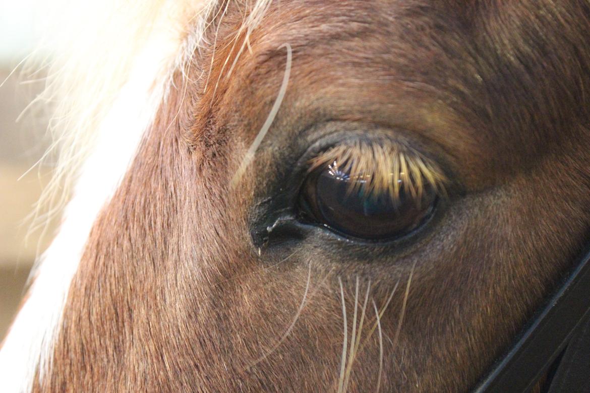 Islænder Lysa <3 IAka SkatlingI - Hej og velkommen til Lysa <3 Lig gerne en kommentar og bedømmelse billede 1