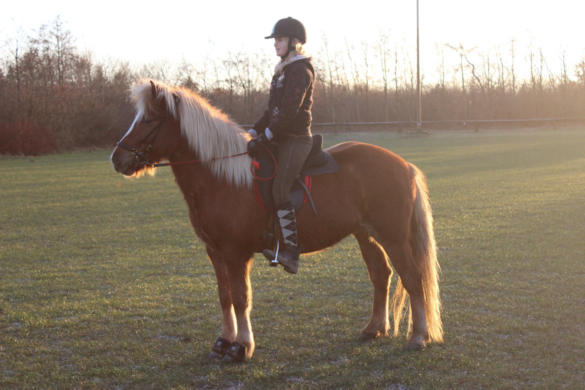 Islænder Lysa <3 IAka SkatlingI - Vi nyder lige solen <3 billede 16