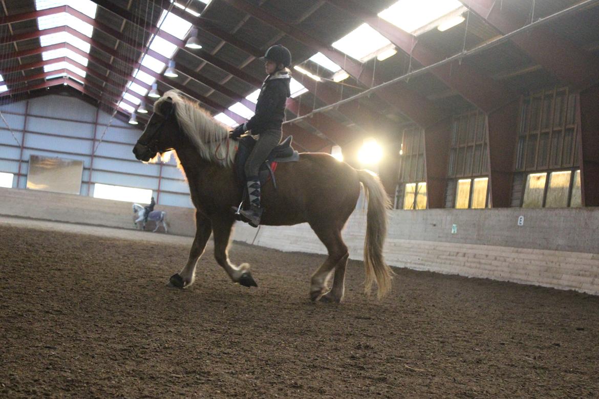 Islænder Lysa <3 IAka SkatlingI - Så er vi ude og ride <3 billede 12