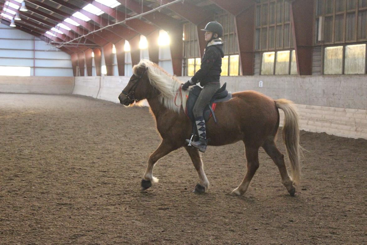 Islænder Lysa <3 IAka SkatlingI - Så er vi ude og ride en tur <3 billede 10