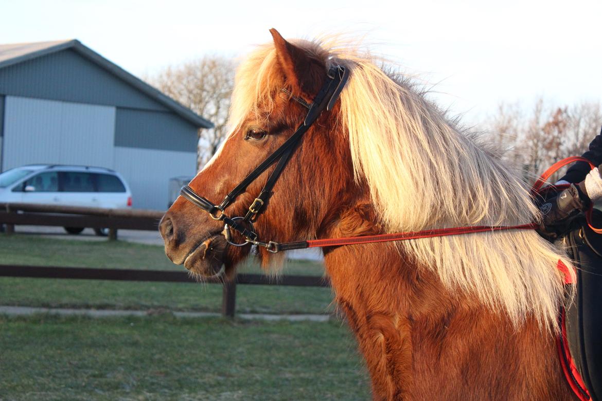 Islænder Lysa <3 IAka SkatlingI - Min smukke pige, jeg elsker dig <3 billede 8