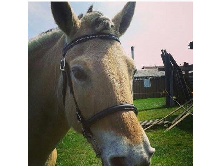 {{currentPhoto.altText}} billede {{currentPhoto.number}}