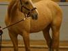 Palomino Heimdals Joy Of Gold [Tidl. part]