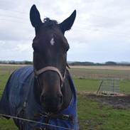 Anden særlig race Cheval Est Noir