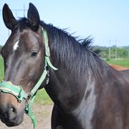 Anden særlig race Cheval Est Noir