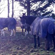 New Forest Faneth • Frk. Ponydyr