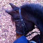 New Forest Faneth • Frk. Ponydyr