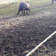 New Forest Faneth • Frk. Ponydyr