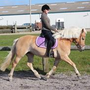 Haflinger Maiwoo van de pieterberg