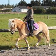 Haflinger Maiwoo van de pieterberg