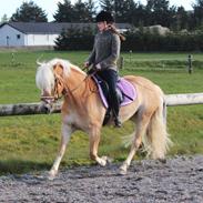 Haflinger Maiwoo van de pieterberg