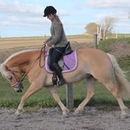 Haflinger Maiwoo van de pieterberg