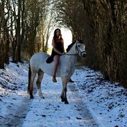 Welsh Partbred (Sec F) Donatella-kick solgt til England..