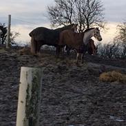 Welsh Partbred (Sec F) Donatella-kick solgt til England..