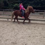 Islænder Funi  Fra Holløse