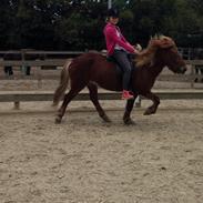 Islænder Funi  Fra Holløse