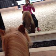 Islænder Funi  Fra Holløse