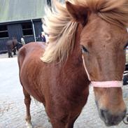 Islænder Funi  Fra Holløse