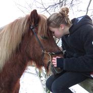 Islænder Funi  Fra Holløse