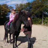 Islænder Silja fra Kongstedgård