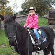 Islænder Silja fra Kongstedgård