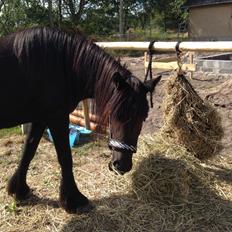 Fell pony Møllegaardens Jessie