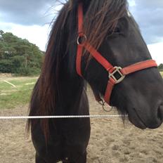 Fell pony Møllegaardens Jessie