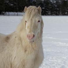 Knabstrupper Rughavens Maj