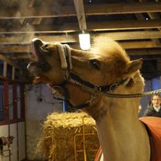 Anden særlig race Frederik