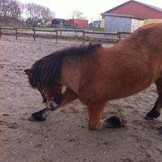 Islænder Dukka fra Torby å