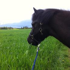 Islænder Lukka fra Bækken