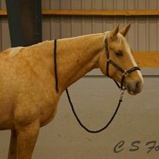 Palomino Heimdals Joy Of Gold