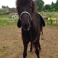Islænder ímnir fra Egeskov