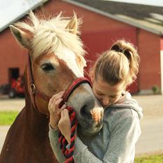 Haflinger Waldfurstir (Waldie)