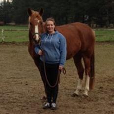 Dansk Varmblod Moselunds Chili