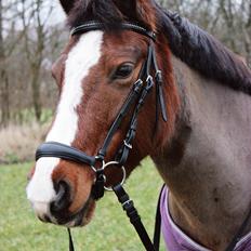 Anden særlig race Hesdalskær's Victoria