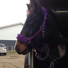 Anden særlig race Fanny