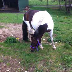 Anden særlig race Fanny