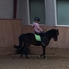 Anden særlig race Dennis (Sigge)