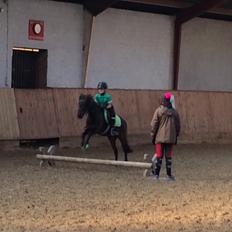 Anden særlig race Dennis (Sigge)