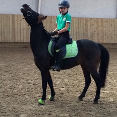 Anden særlig race Dennis (Sigge)