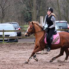 Anden særlig race Sasha