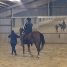 Welsh Partbred (Sec F) Skovsmindes Angelique (Angie)