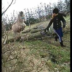 Fjordhest Bonanza Grønlund