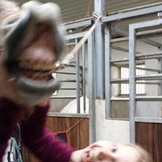 Fjordhest Nicolai (gamle part)